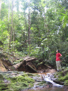 borneo